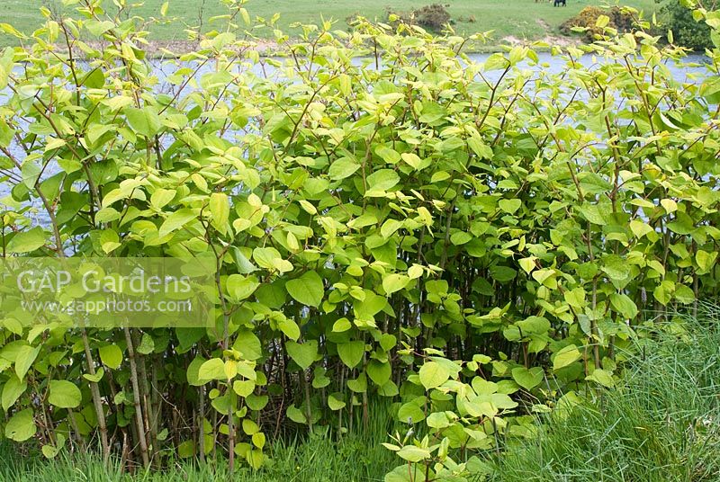 Fallopia japonica - Japanese Knotweed, an invasive plant