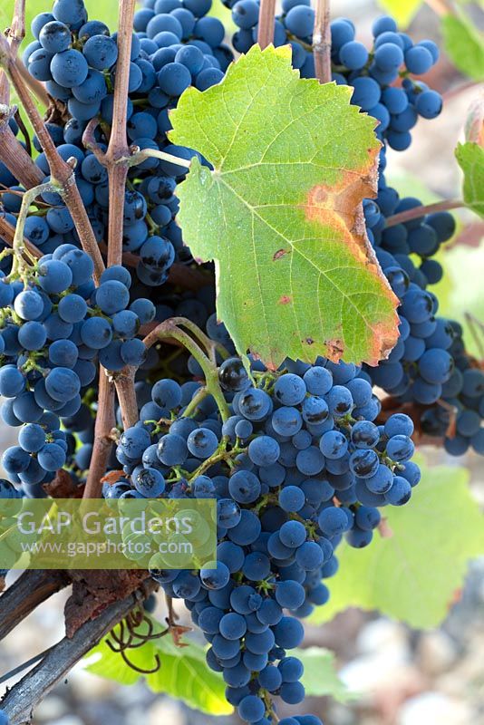 Grape vine heavily laden with bunches of black grapes.
