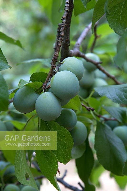 Prunus insititia 'Reine Claude du Bavay' - Greengages growing on tree