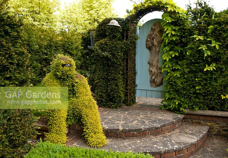 Topiary man grown from Lonicera, and Topiary man in Yew hedge and Blue door in Hedge, Tilford Cottage, Surrey 