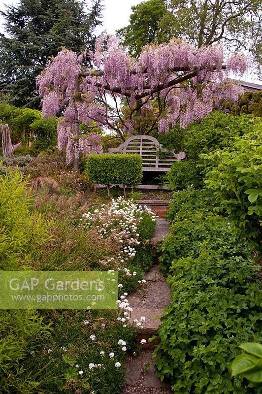 Garden bench with overhanging Wisteria and bench grown from box tree, Tilford Cottage, Surrey