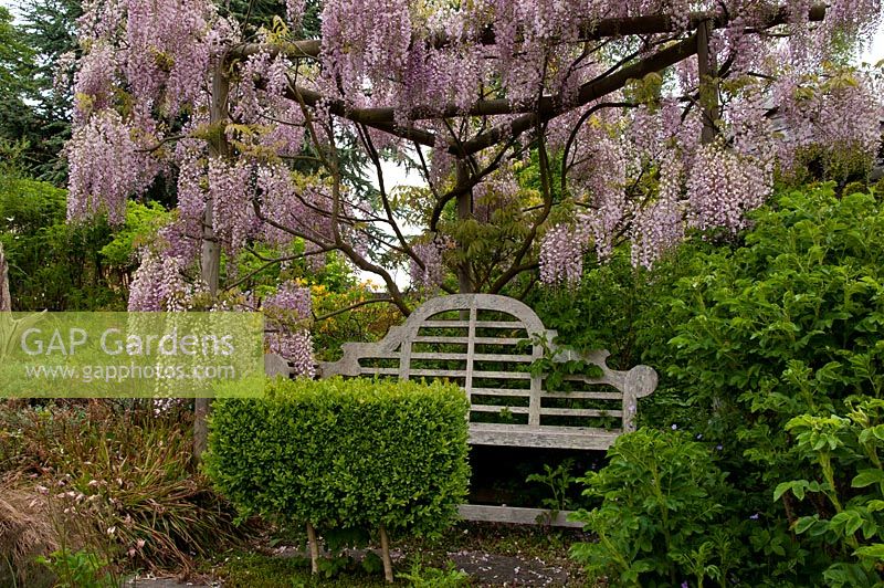 Garden bench with overhanging Wisteria and bench grown from box tree, Tilford Cottage, Surrey