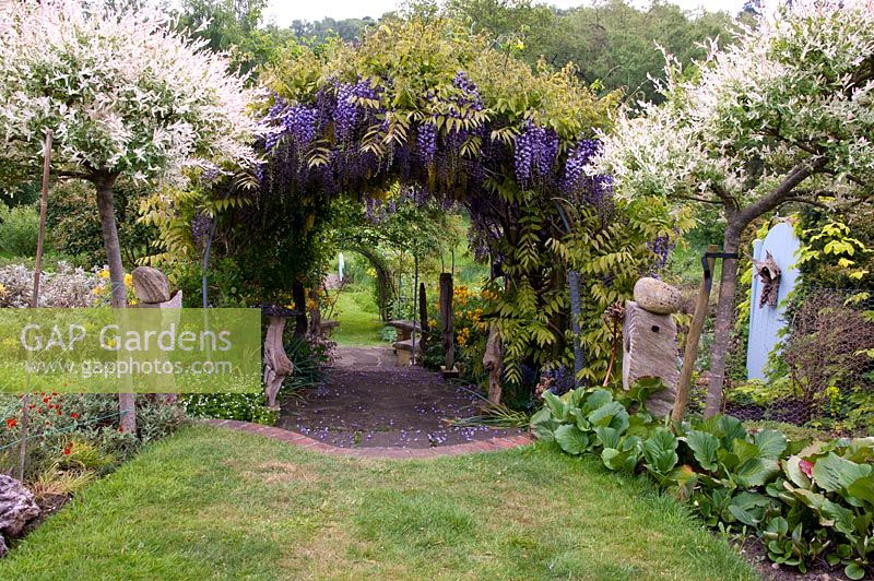 Laburnum and Wisteria tunnel, lined with Sculptures with Salix integra 'Hakuro Nishiki' trees leading into tunnel - Tilford Cottage, Surrey