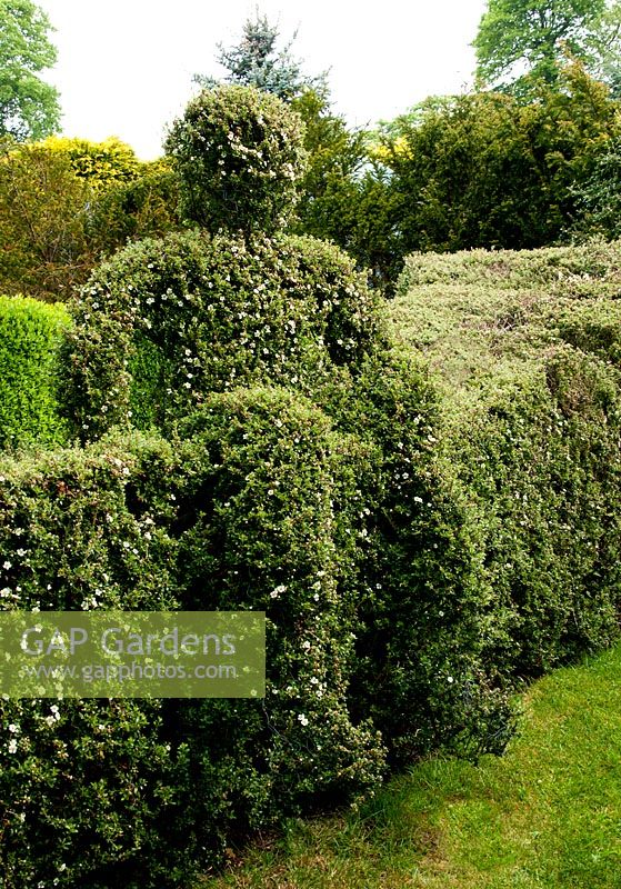 Man in hedge grown from Cotoneaster simonsii, Tilford Cottage, Surrey