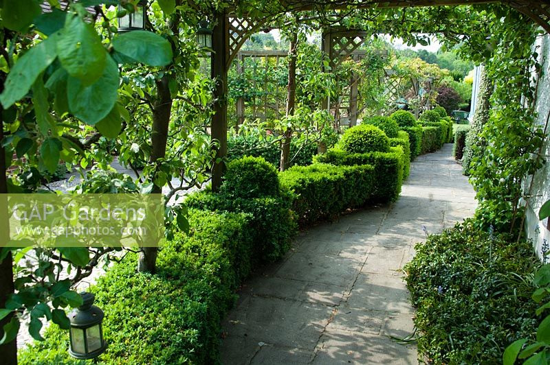 Pergola with Malus - Apple tree growing over garden, path and box topiary hedge -  Tilford Cottage, Surrey 