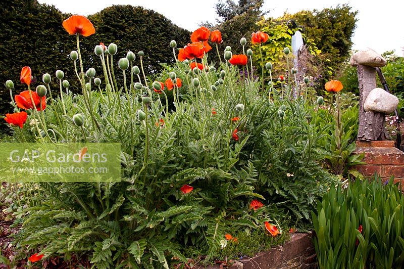 Poppies growing amongst sculptures - Tilford Cottage, Surrey