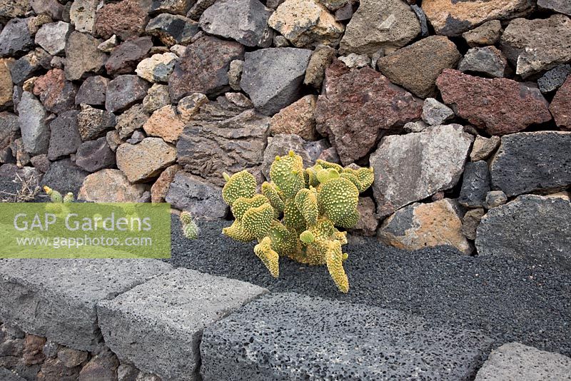 El Jardin de Cactus, Lanzarote, Canary Islands
