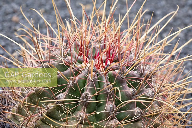 Spines and spkes of Ferocactus Hamatacanthus (Mexico).  El Jardin de Cactus, Lanzarote, Canary Islands.  Designer -  Cesar Manrique