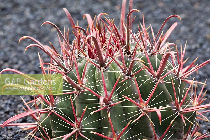 Ferocactus Townsendianus - El Jardin de Cactus, Lanzarote, Canary Islands