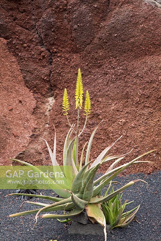 Yellow flowers of Aloe barbadensis Mill - Aloe vera, El Jardin de Cactus, Lanzarote, Canary Islands