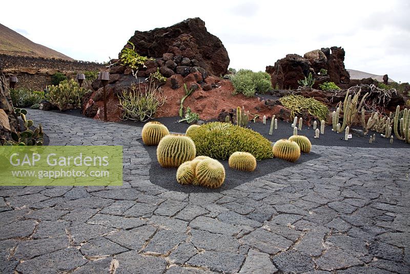 Echinocactus grusonii - El Jardin de Cactus, Lanzarote, Canary Islands