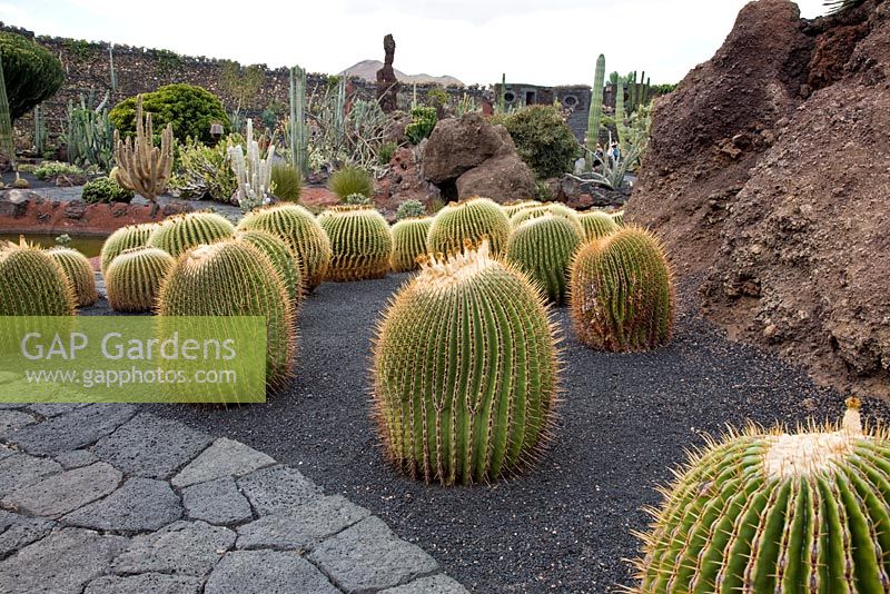 Echinocactus Platyacanthus - El Jardin de Cactus, Lanzarote, Canary Islands
