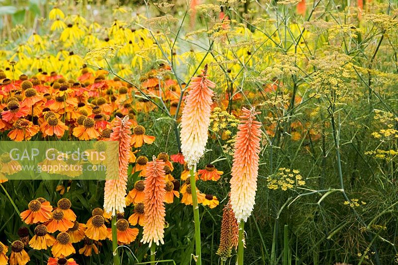 kniphofia 'Tawny King', Helenium 'Sahin's Early Flowerer', Foeniculum vulgare, and yellow flowers of Ratibida pinnata.  The Plant Specialist Nursery, Buckinghamshire