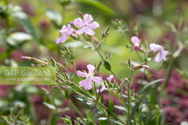 Pale pink flowers of Saponaria x lempergii 'Max Frei'