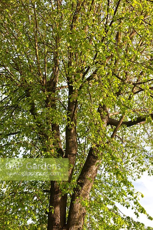 Ulmus x hollandica 'Vegeta'  - Huntingdon elm 