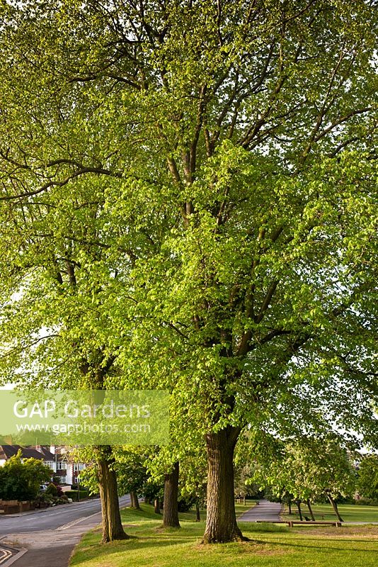 Ulmus x hollandica 'Vegeta' - Huntingdon Elm  