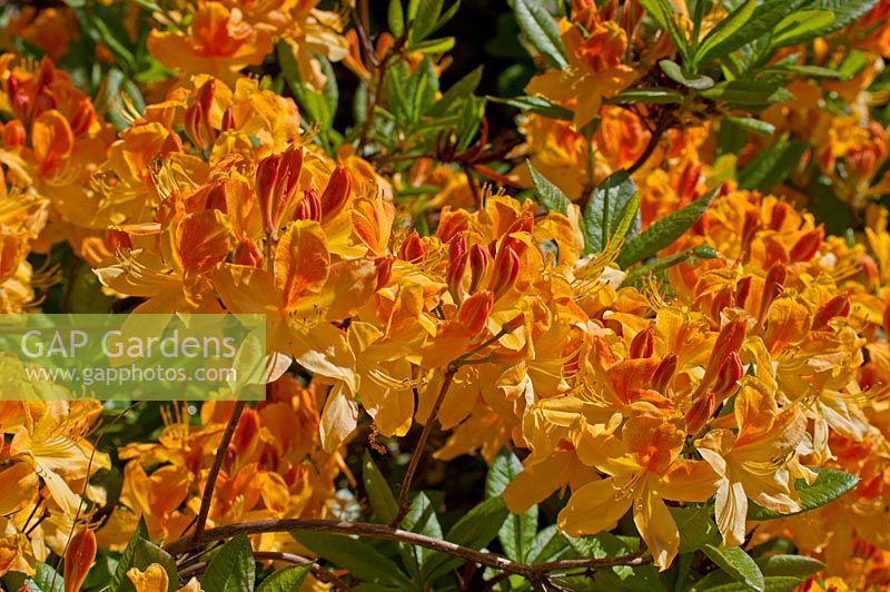 Rhododendron 'Nectarine'