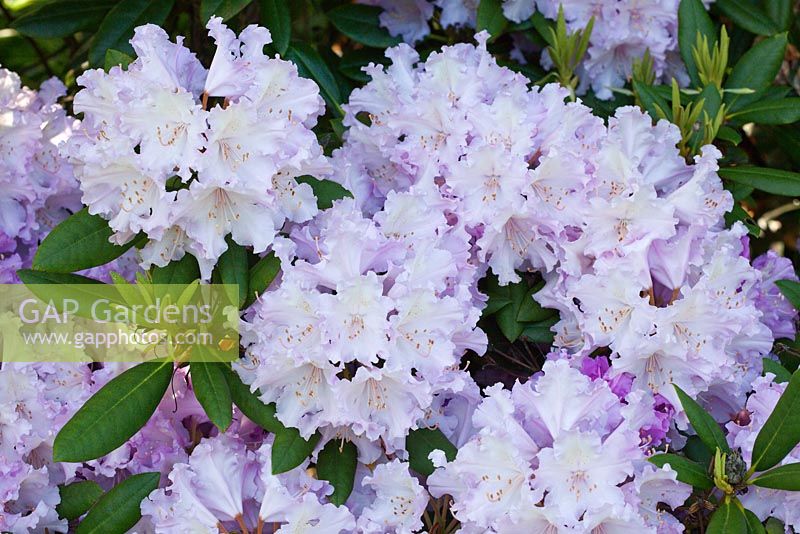 Rhododendron 'Caroline Allbrook' flowering in spring