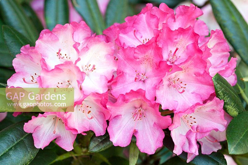 Rhododendron 'Fantastica' flowering in spring