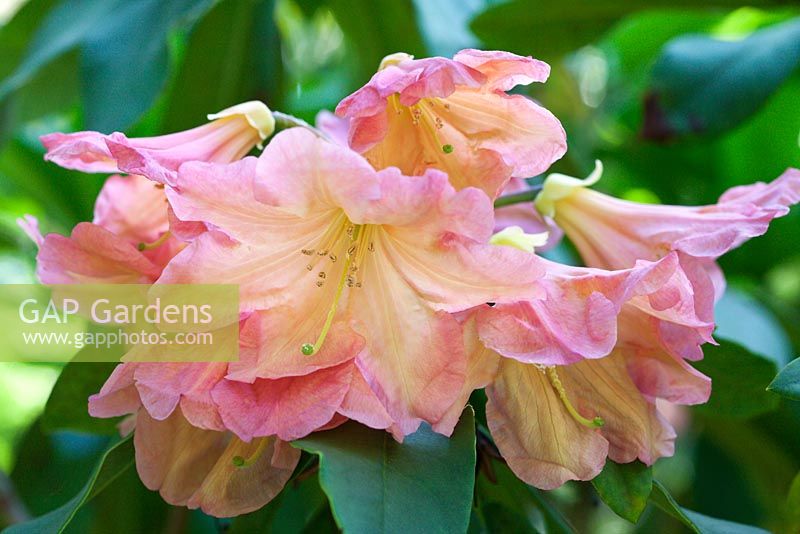 Rhododendron 'Bach Choir' flowering in spring