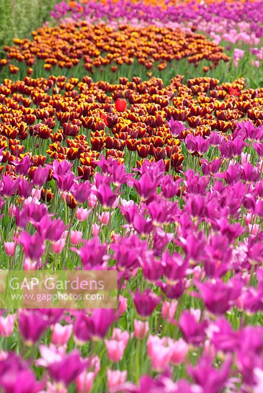 Tulip festival at RHS Harlow Carr, Yorkshire, UK -  View of orange, red pink and dark pink swathes of tulips.