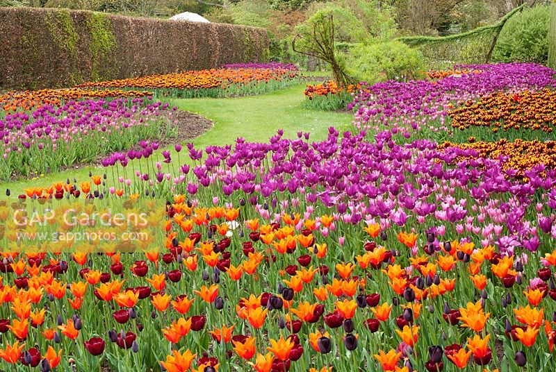 Tulip festival at RHS Harlow Carr, Yorkshire, UK - View of orange, red pink and dark pink swathes of tulips.