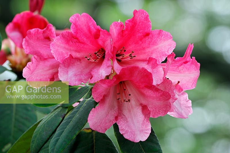 Rhododendron 'Cornish Cross'