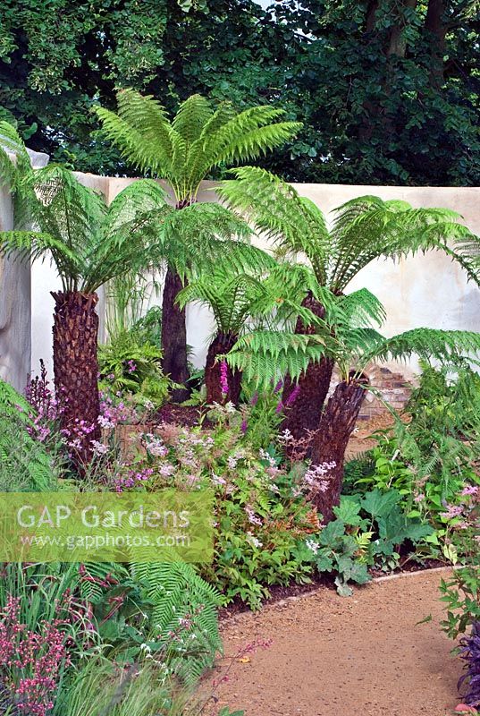 Cycads in garden situation