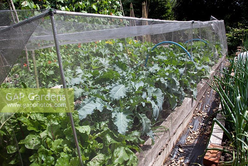 Netted brassicas