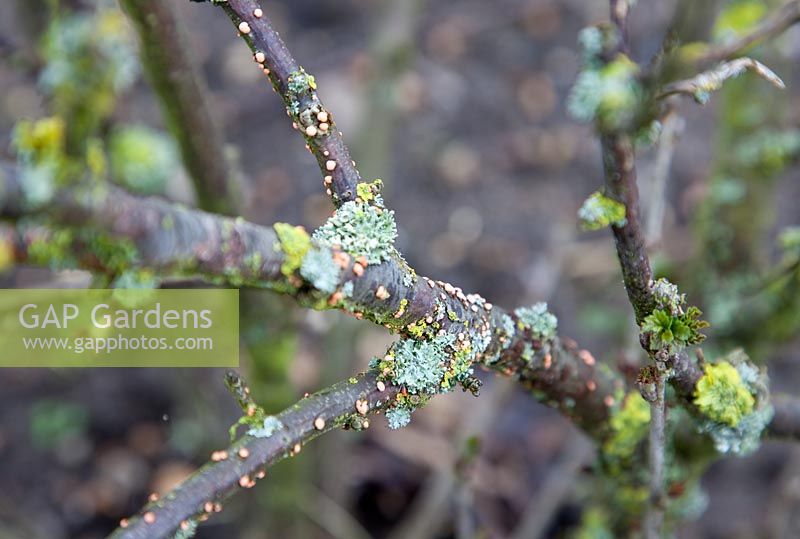 Coral Spot and lichen on redcurrant stems
