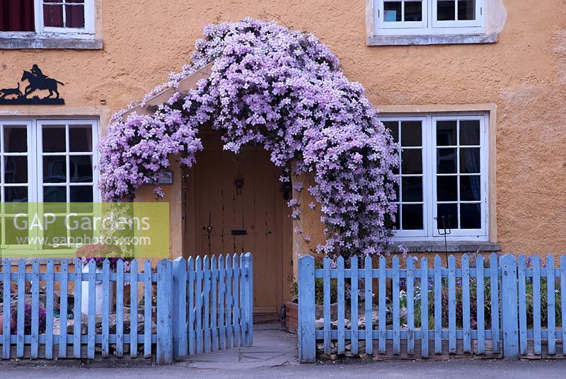Cottage front, Clematis montana 