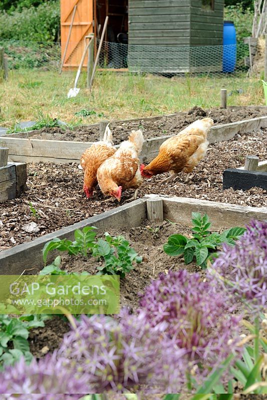Domestic chickens, Ex battery hens free ranging on allotment beds, Norfolk, England, May