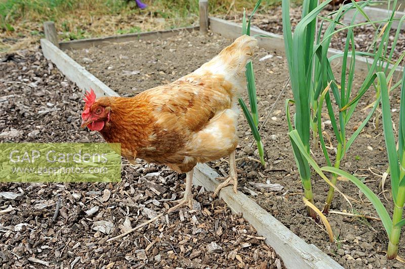 Domestic Chickens Ex battery hen free ranging on allotment beds, Norfolk, England, May