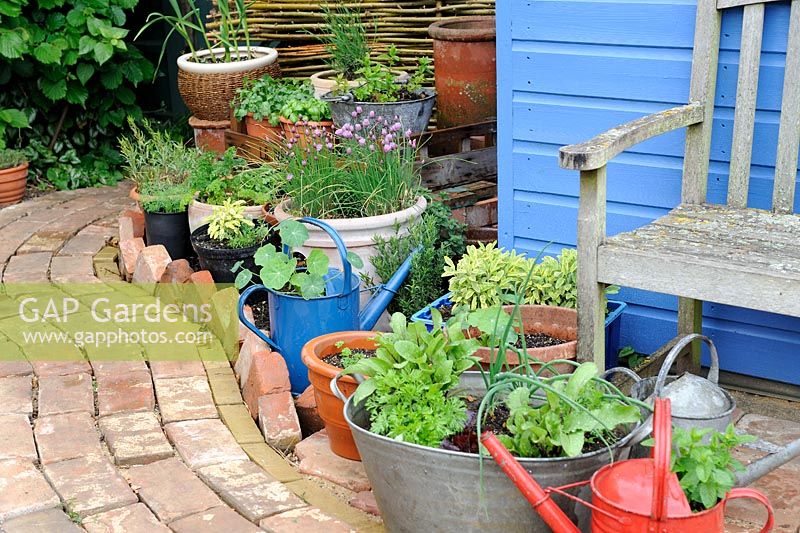 Garden corner with reclaimed brick path and blue shed, with container herbs and salad vegetables, Norfolk, England, may