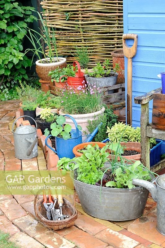 Garden corner with reclaimed brick path and blue shed, with container herbs and salad vegetables, Norfolk, England, May