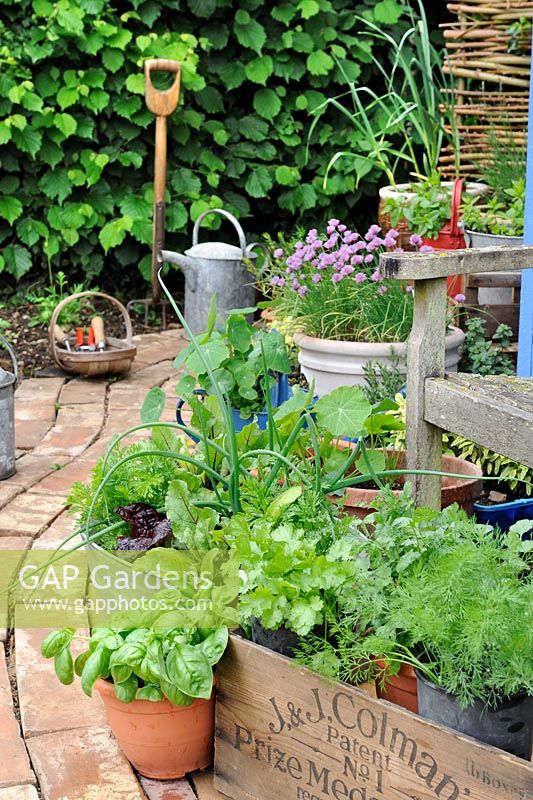 Garden corner with reclaimed brick path, wooden trug with garden tools and container herbs and salad vegetables, Norfolk, England, may