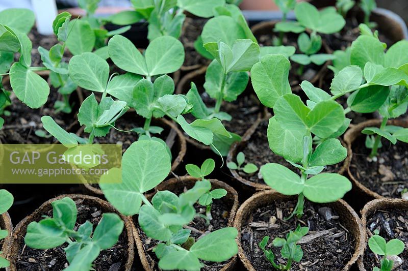 Young pea plants in biodegradable fibre pots, Norfolk, England, May