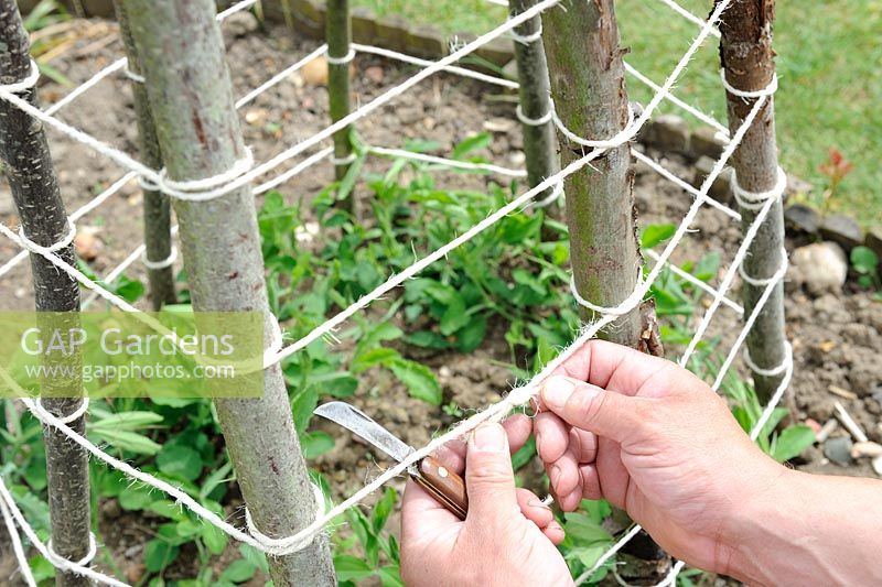 Training plants, Gardener securing string around hazel wigwam to support Sweet Pea plants, Norfolk, Engalnd, May