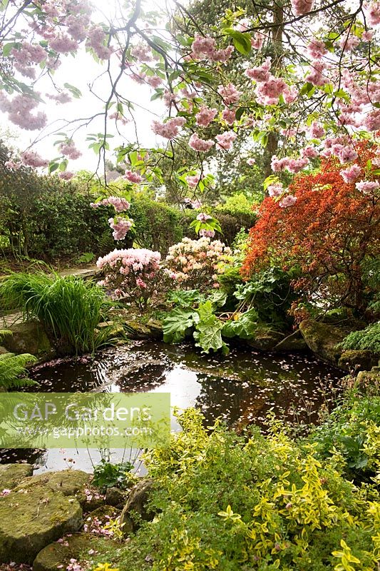 The pond in the Japanese garden at Cloud Cottage overhung Prunus 'Pink Perfection' and Cotinus. To the rear two Yakushimanum hybrid rhododendrons