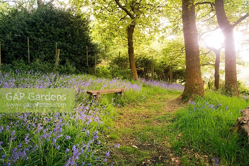 Path and bench in a bluebell wood which arcs around the back of Cloud cottage creating a circular walk around the whole garden