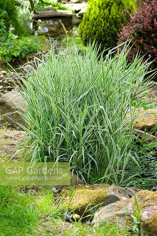Variegated grass growing in the stream that feeds the pond of the Japanese garden at Cloud Cottage