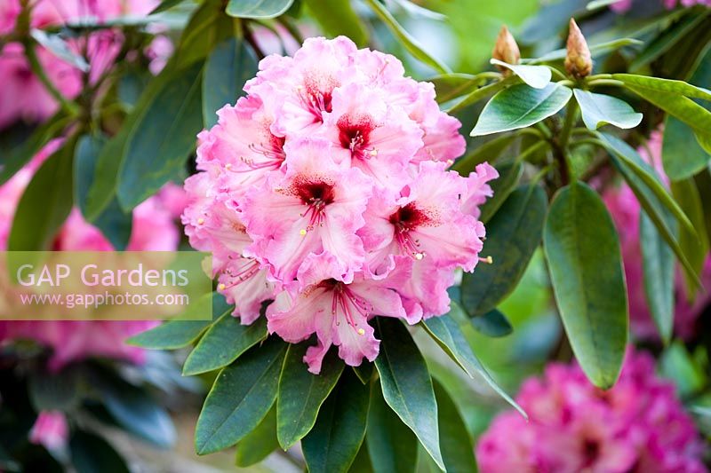 Rhododendron yakushimanum hybrid at Cloud Cottage 