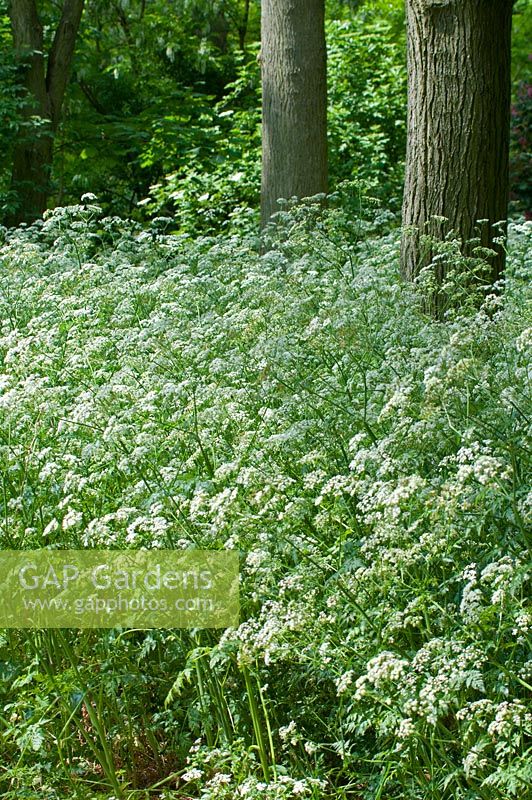 Anthriscus sylvestris - Cow Parsley in May