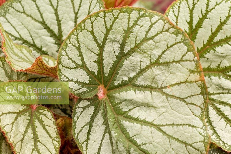Leaf markings of Begonia 'Siam Species'
