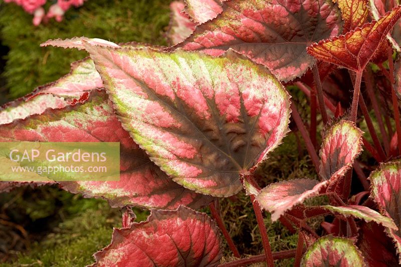 Leaf markings of Begonia 'Red Tango'