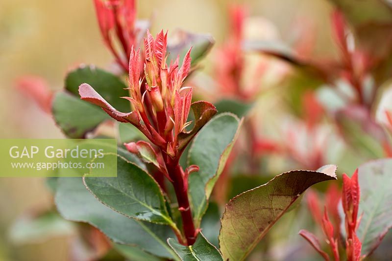 New shoots of Photinia fraseri 'Little Red Robin'