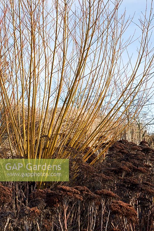 Yellows stems of Salix alba subsp. vitellina, underplanted with Sedum 'Herbstfreude' in winter.  RHS Hyde Hall