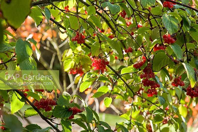 Viburnum betulifolium red berries in Autumn