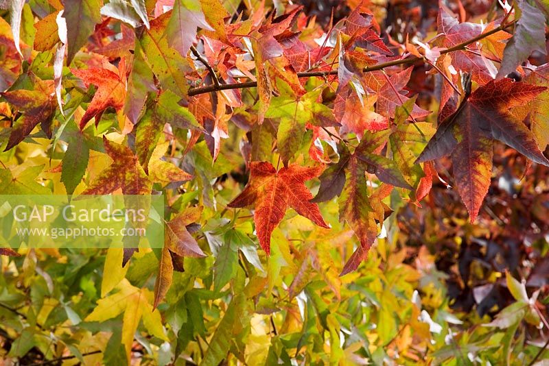 Liquidambar styraciflua foliage in Autumn -  American Sweet Gum