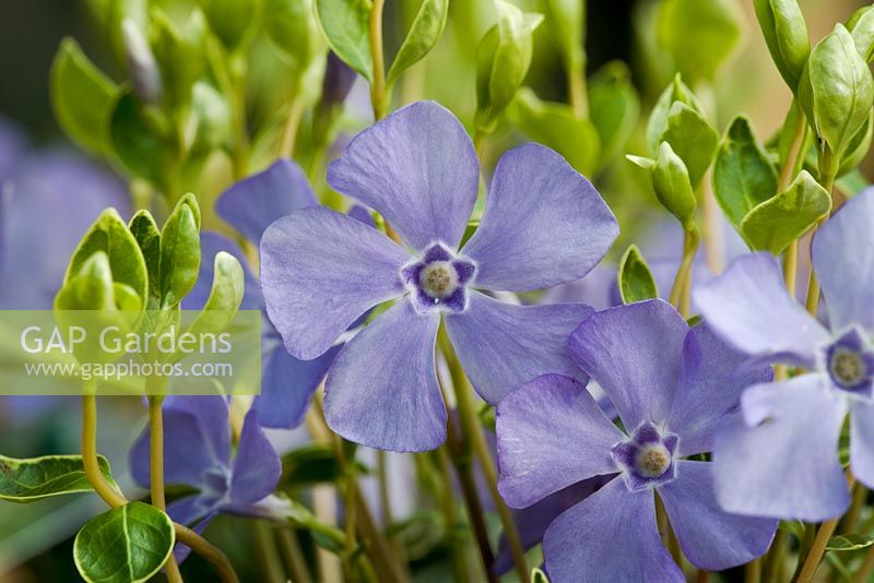 Bright blue flowers of Vinca minor 'Ralph Shugert'